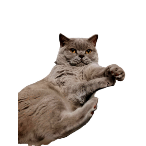 A Calm British Shorthair Cat Relaxing On A Cozy Chair Indoors. 15935 - Cat PNG image with transparent background